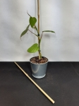 bambusowa podpora