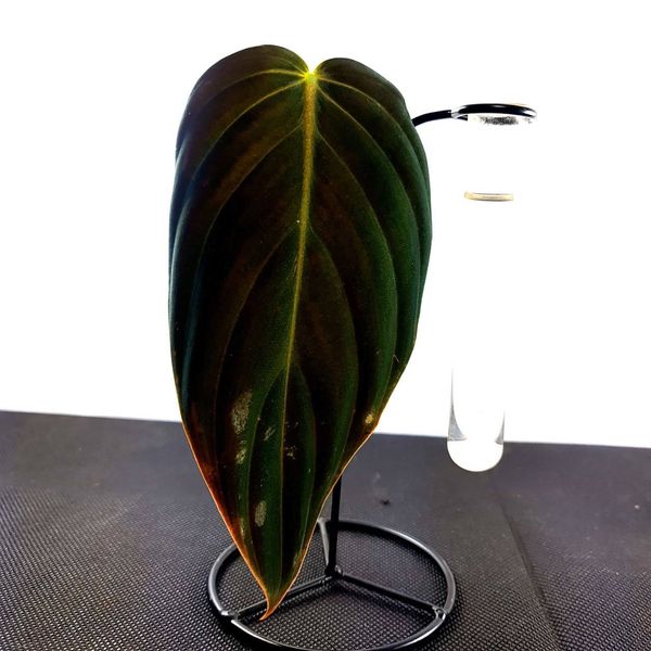Philodendron gigas