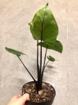 Alocasia macrorrhiza black stem