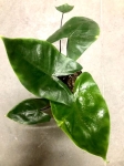 Alocasia macrorrhiza black stem