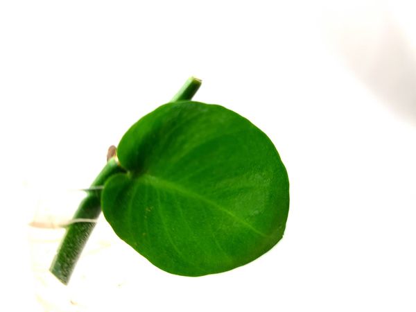Rhaphidophora hayi - matecznik