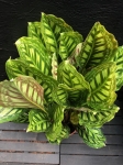 Calathea Flamestar - XL