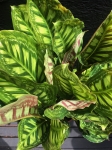 Calathea Flamestar - XL