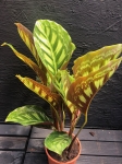 Calathea Flamestar - L