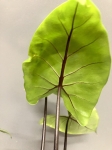 Alocasia macrorrhiza black stem