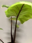 Alocasia macrorrhiza black stem