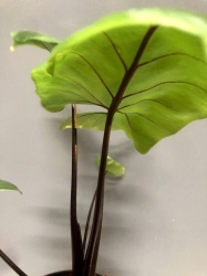 Alocasia macrorrhiza black stem