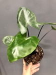 Alocasia macrorrhiza black stem