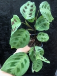 Marantha kerchoveana - L