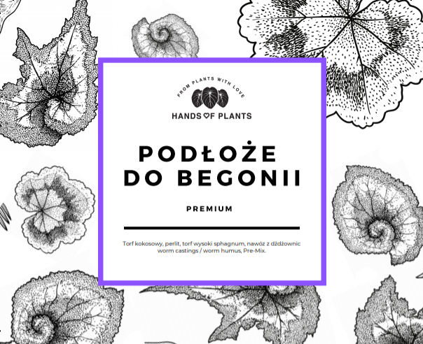 begonia