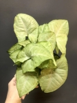 Syngonium White Butterfly XL