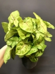 Syngonium Berry Allusion XL