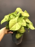 Syngonium Berry Allusion XL