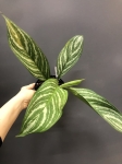 Aglaonema Stripes L