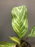 Aglaonema Stripes L