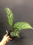 Aglaonema Stripes L