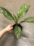 Aglaonema Stripes L