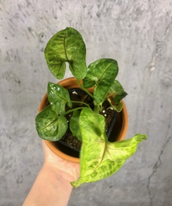 Syngonium 'Sunshine'