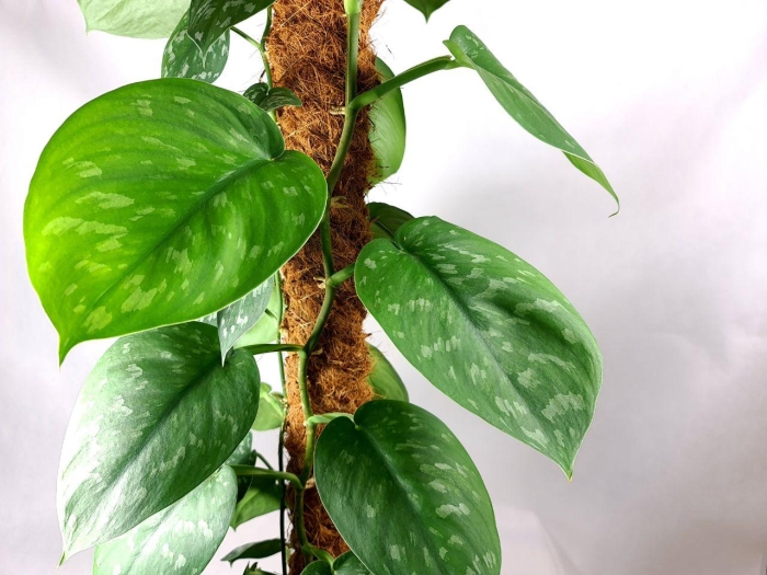 Scindapsus pictus Trebie Exotica