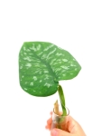Scindapsus pictus Trebie Exotica