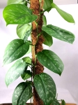 Scindapsus pictus Trebie Exotica