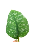 Scindapsus pictus Trebie Exotica