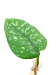 Scindapsus pictus Trebie Exotica