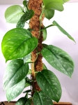 Scindapsus pictus Trebie Exotica