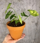 syngonium sunshine 24,95