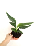 Strelitzia reginae - M