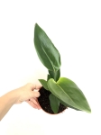 Strelitzia reginae - M