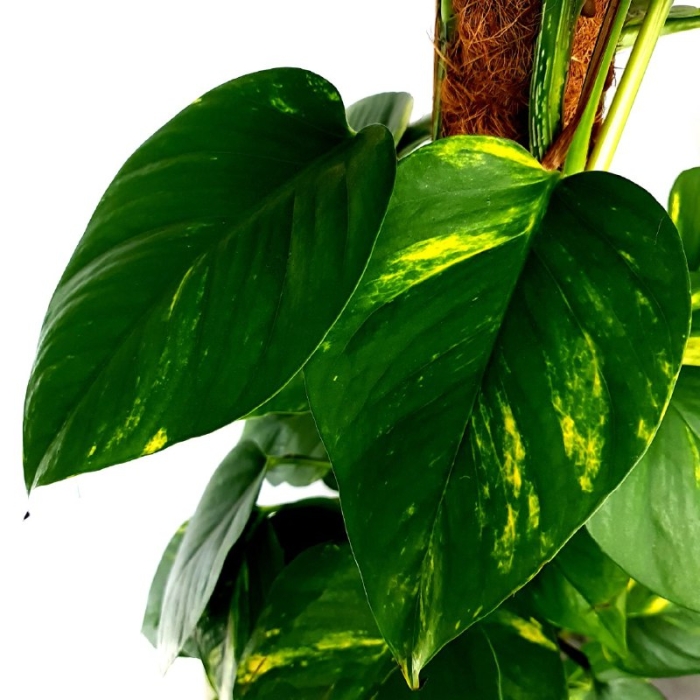 Epipremnum aureum S