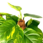 Epipremnum aureum