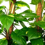 Epipremnum aureum