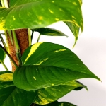 Epipremnum aureum 