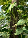 Epipremnum aureum dorosła roślina
