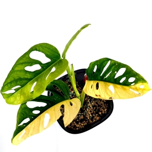 Monstera adansonii variegata