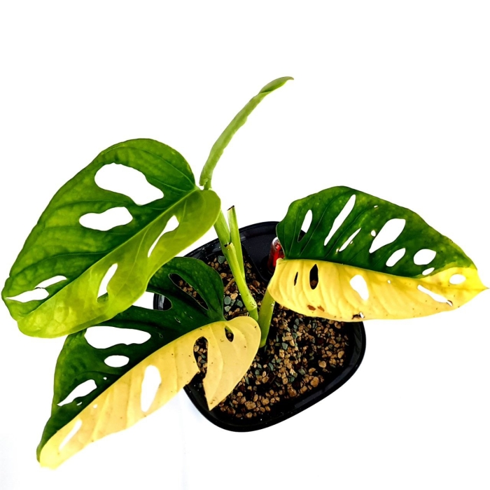 Monstera adansonii variegata half moon 