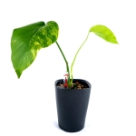 Monstera marmorata 1