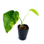 Monstera marmorata 1