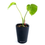 Monstera marmorata 1