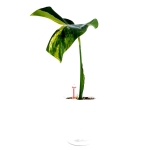 Monstera marmorata 2