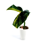 Monstera marmorata 2