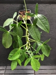 Syngonium auritum - XL