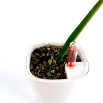 Monstera marmorata 2