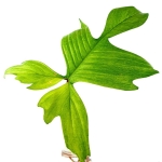 Philodendron Florida Ghost - cięty węzeł