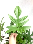 Ph. pedatum - cięty węzeł