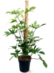Ph. pedatum - matecznik