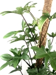 Ph. pedatum - matecznik