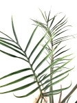 Ph. tortum XXL